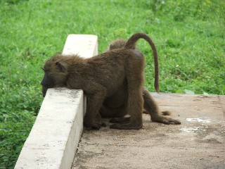 Friendly Baboons